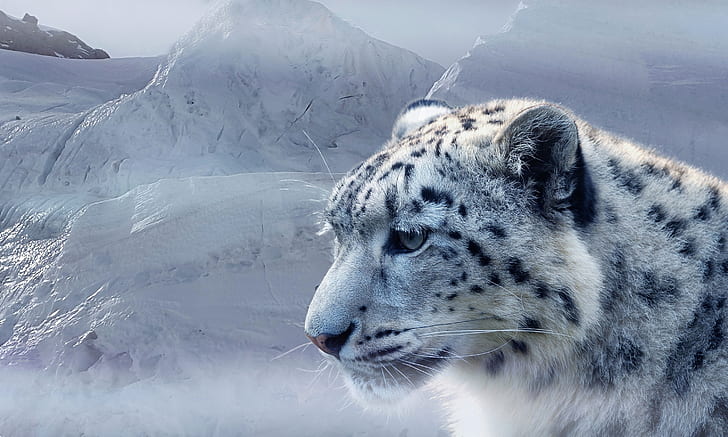 get iphoto app for mac laptop snow leopard